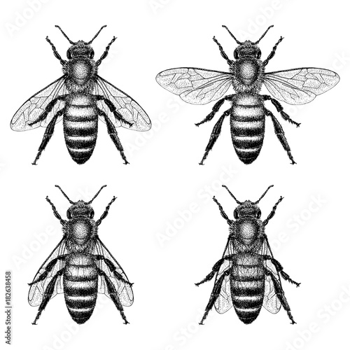 Free ice cream porno pics The black bee position