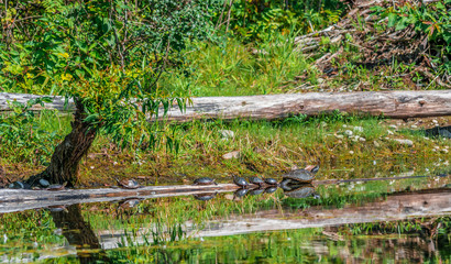 Turtles in a reflected row
