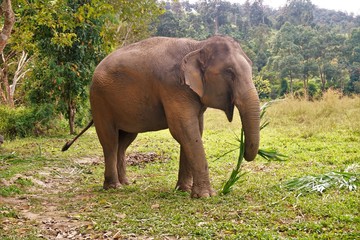 Fototapeta na wymiar Eating happy elephant in Thailand on a farm