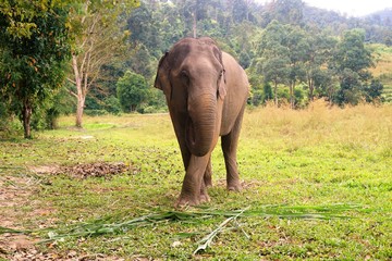 Fototapeta premium Elephant in Thailand looking into camera posing
