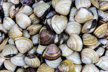 A pile of clams in close-up