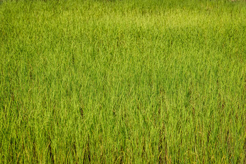 Green grass close up