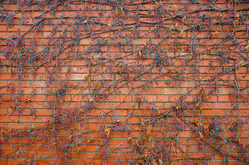 Parthenocíssus quinquefolia