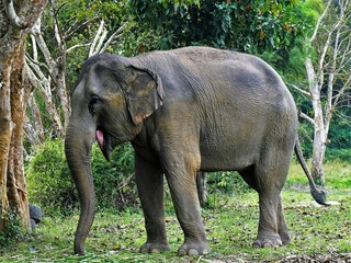 Fototapeta premium Laughing elephant in Thailand