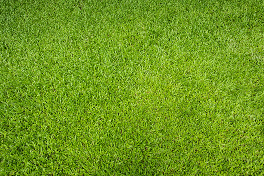 Green grass background and textured, Top view and detail of turf floor at soccer field