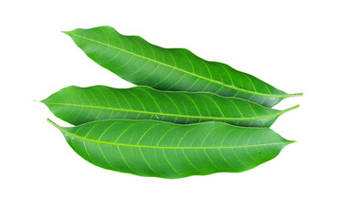 Fresh green mango leaf on white background