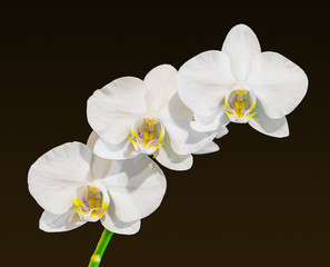 Fototapeta na wymiar Three Orchids