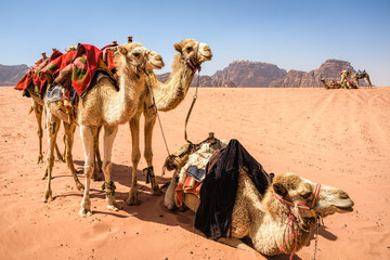 Fototapeta premium Camels in desert landscape under blue skies