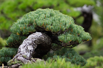 Janpanese bonsai in garden