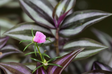 Portulaca oleracea