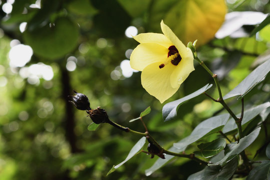Thespesia populnea