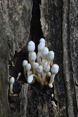 Mushrooms on the tree
