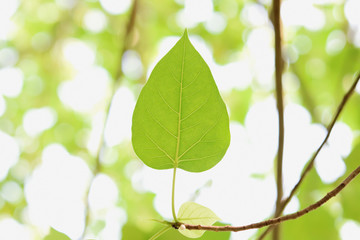 Fototapeta na wymiar Leaves reflect sunlight