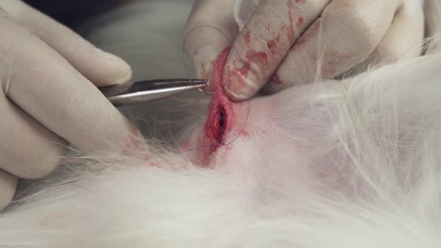 Operation on castration of dog close-up stock footage video
