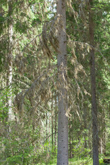 Fototapeta premium Beard moss hanging in spruce tree branches in forest
