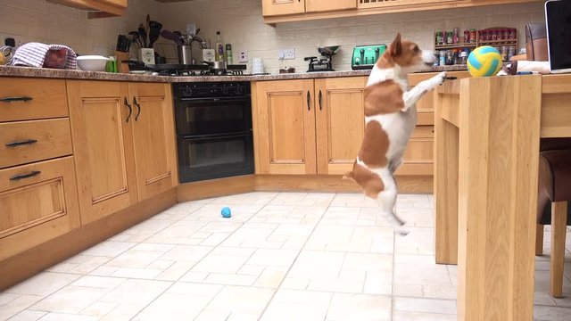 A jack russell terrier focuses on his target and never gives up until he reaches his goal of getting the ball from the high table.