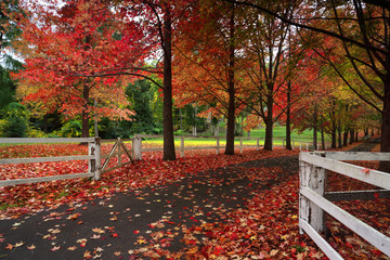 Maple trees in Autumn
