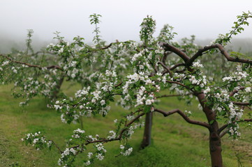 Fototapeta na wymiar リンゴの木