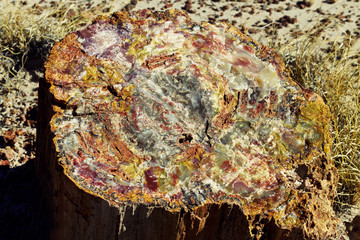 Cross section of petrified wood in Rainbow Forest of Arizona