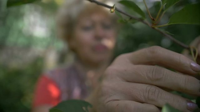 Woman harvests cherries in the garden