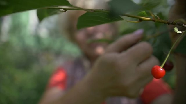 Woman harvests cherries in the garden