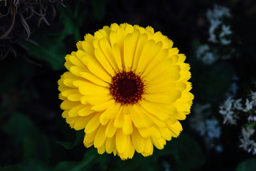Flor Amarilla