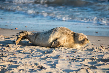 Fototapeta premium Baby seal resting on a beach in Northern Denmark. 