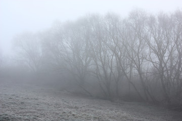 Willows in a fog./Outlines of high willows are washed away in a strong fog. The grass under trees is covered by hoarfrost.