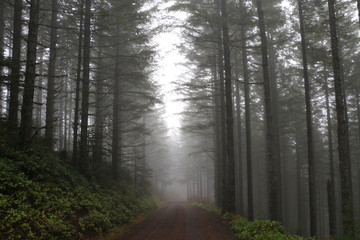 Obraz premium Ghost in the Woods