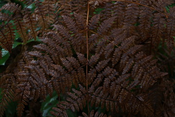 Fern Kaleidoscope