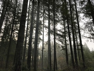 Obraz premium Daybreak 