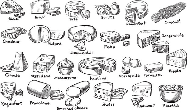 Cheeses / Creative conceptual vector. Sketch hand drawn cheese set illustration, engraving, ink, line art, vector.
