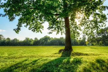Poster de jardin Arbres Beau chêne avec du soleil dans ses branches
