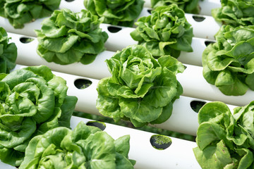 Organic hydroponic vegetable cultivation farm