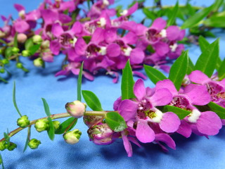 Naklejka na ściany i meble A group of colourful pink lavender flowers close up 