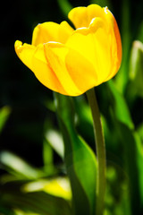 Yellow tulips on flowerbed in garden