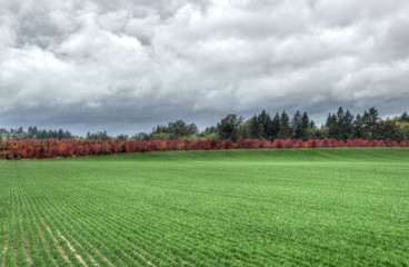 Fall Meadow, somewhere in northern Oregon