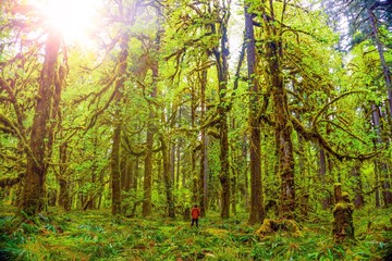 Fototapeta na wymiar Quinault rain forest