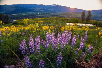 Obraz premium Spring in the northwest