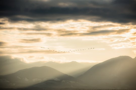 Flock of geese -Olympic Mountains