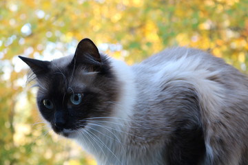 White and Brown Cat