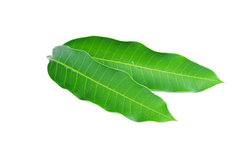 Obraz premium Fresh green mango leaf on white background