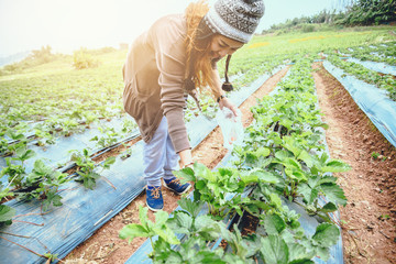 Asian women relax in the holiday. Keep strawberries in the garden. Mountain Park happily. In thailand