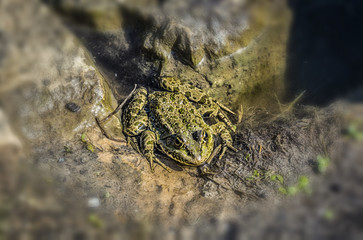 The green frog sits on the shore of the pond.