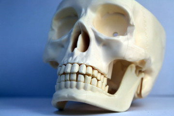Obraz premium plastic model of a human skull