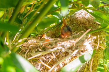 nid d'oiseau dans les bambous, poussins de zosterops borbonicus 