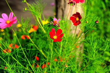 Cosmos flowers blooming in the field