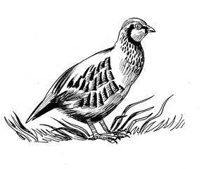 Partridge bird. Black and white ink illustration.