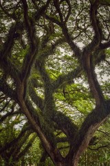 Old trees 03