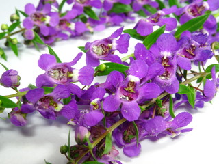 A group of colourful purple lavender flowers close up in white background. Photo taken in Malaysia